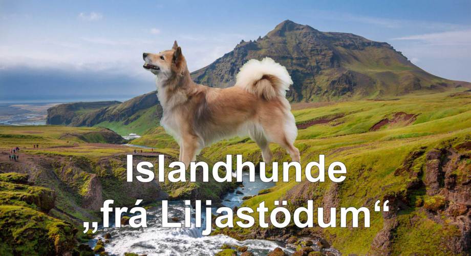 Islandhunde "frá Liljastödum"